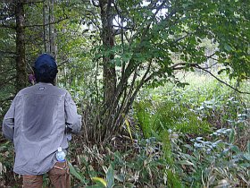 藪漕ぎ中